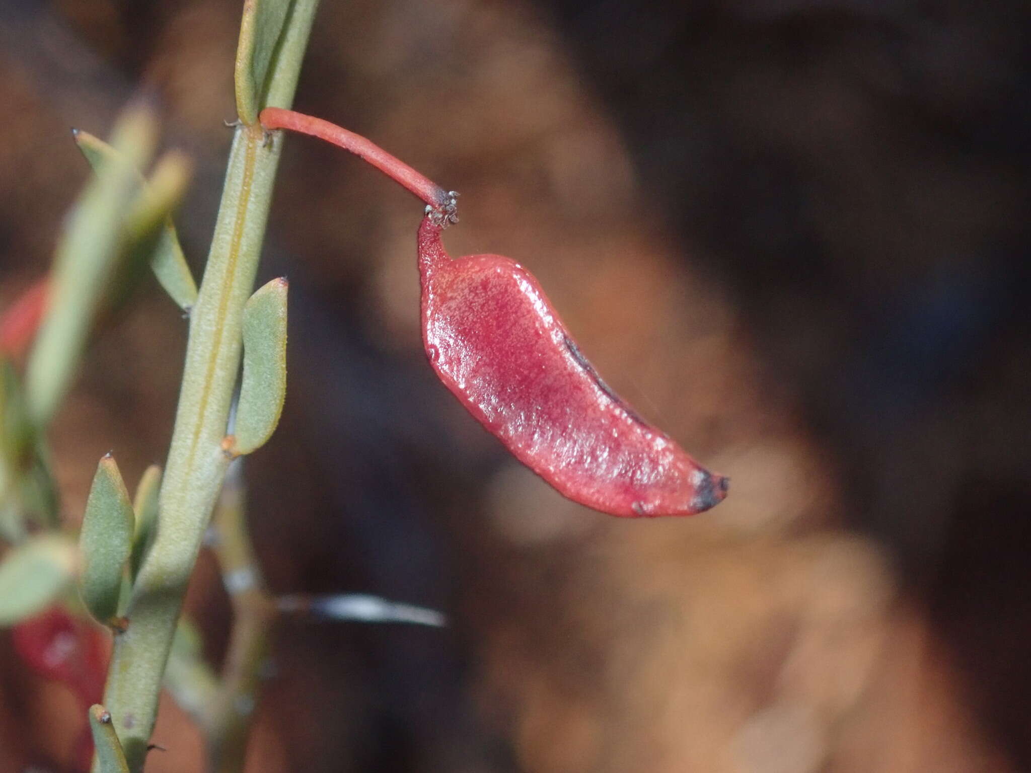 Acacia erinacea Benth.的圖片