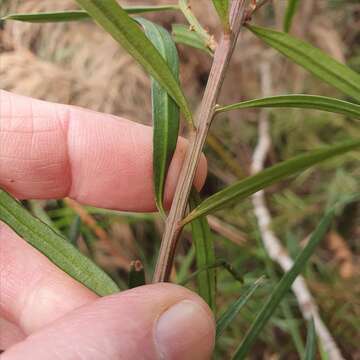 Image of Podocarpus spinulosus (Sm.) R. Br. ex Mirb.