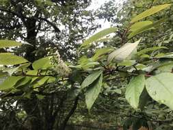 Imagem de Prunus obtusata Koehne