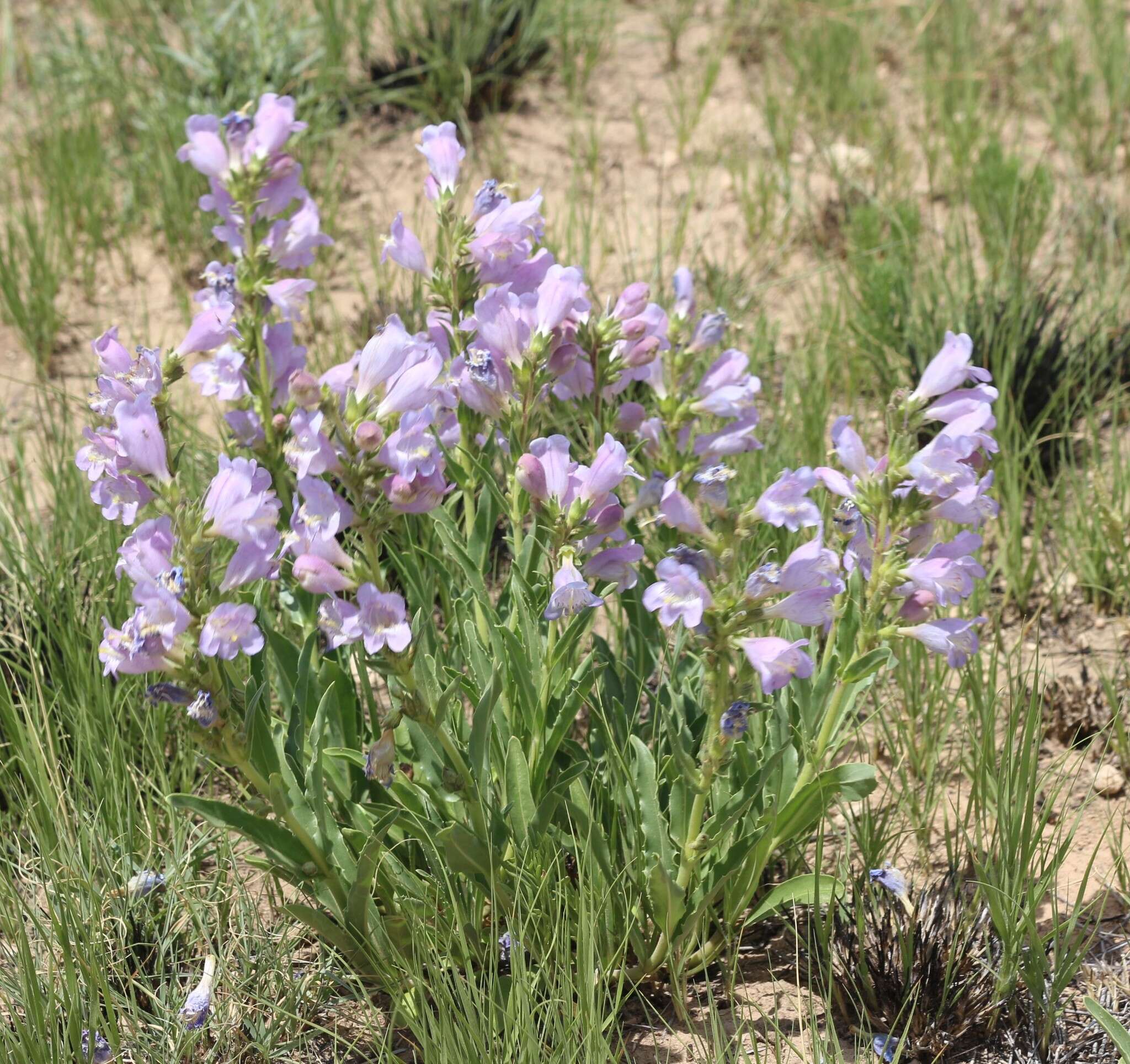 Image of James' beardtongue