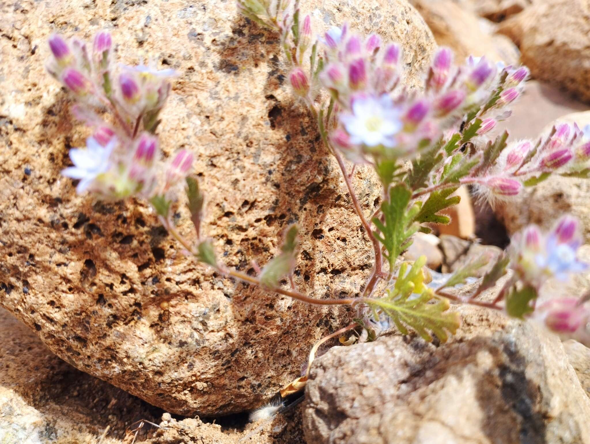 Imagem de Malesherbia humilis Poepp.