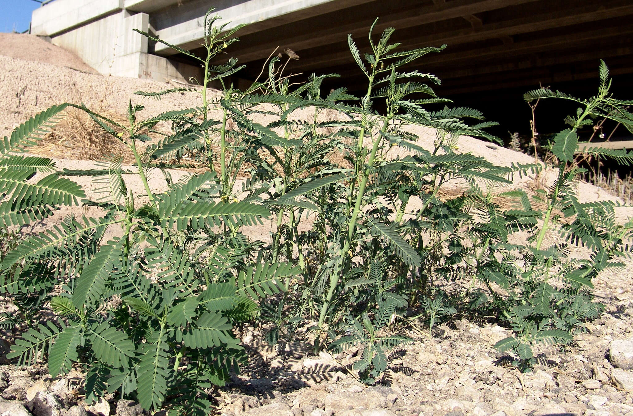 Image of Egyptian riverhemp