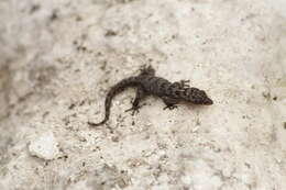 Image of Gilbert's Leaf-toed Gecko