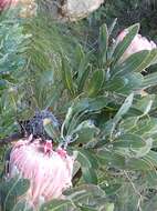 Image of Protea lorifolia (Salisb. ex Knight) Fourc.