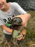 Image of African longfin eel