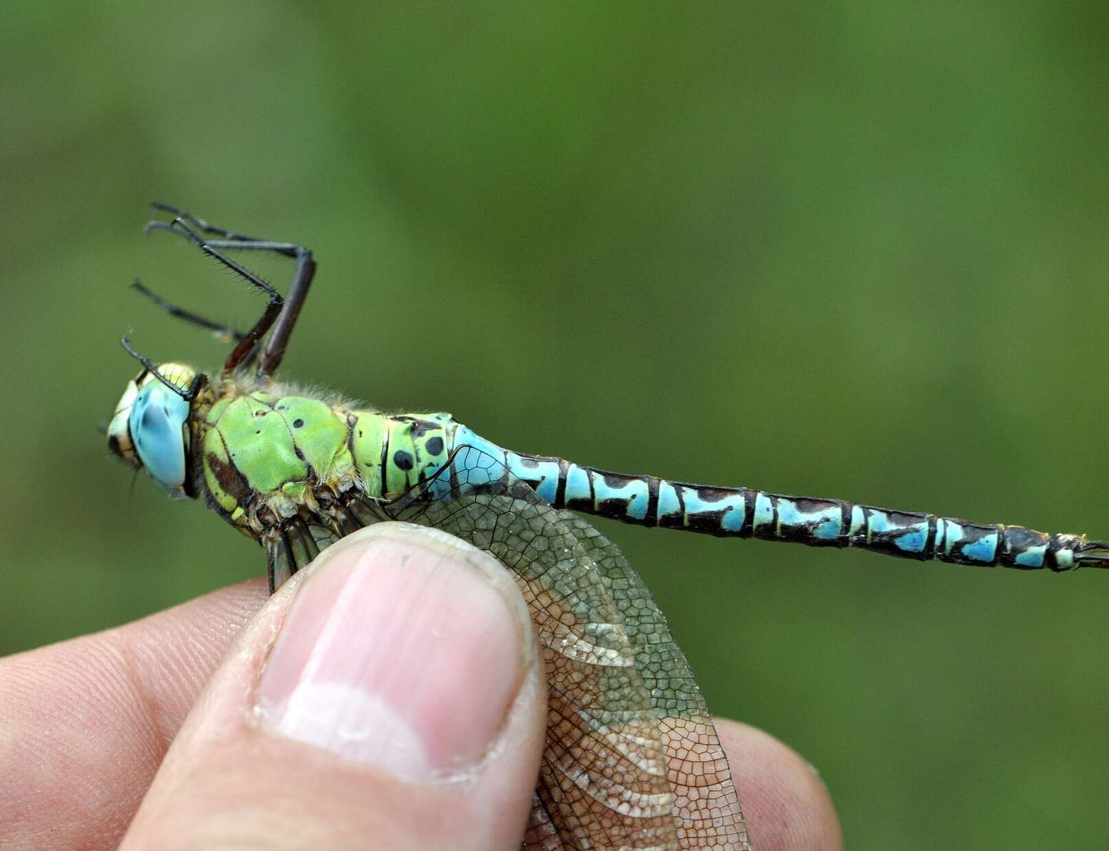 Image of Green Hawker