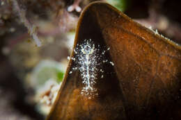 Image of Gelastocaris paronai (Nobili 1905)