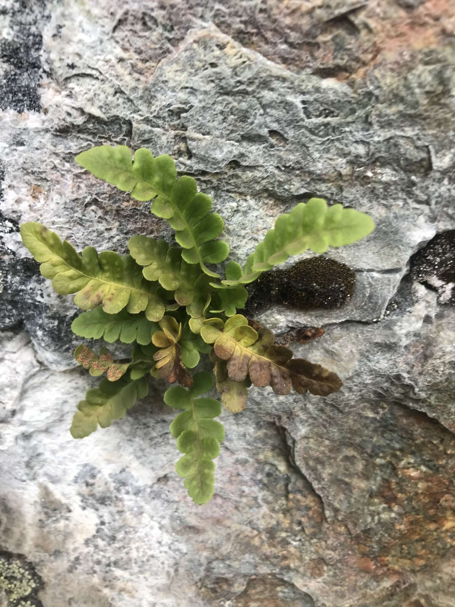 Polypodium amorphum Suksdorf的圖片