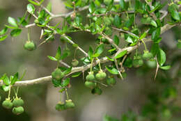 Image of wild lime