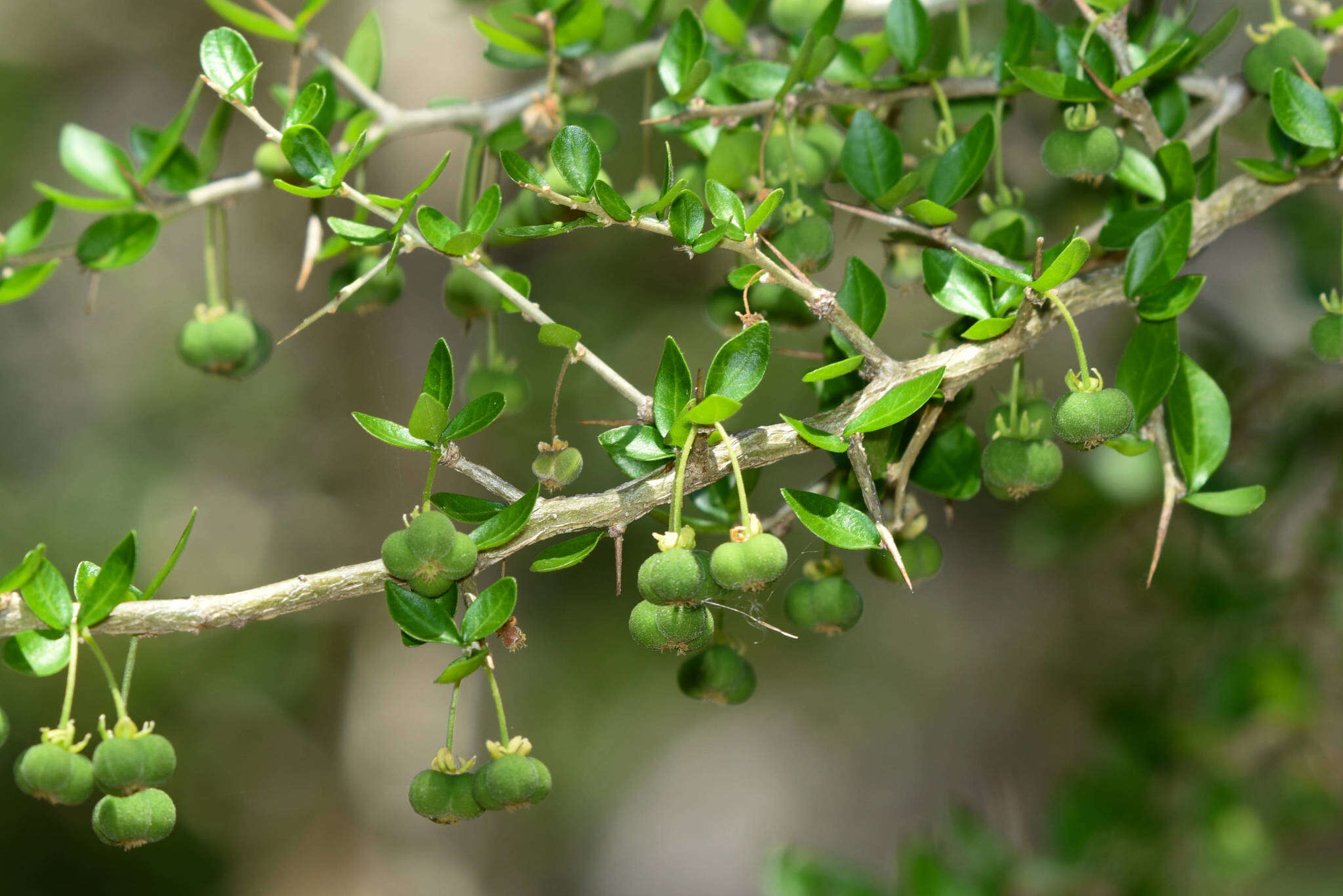 Image of wild lime