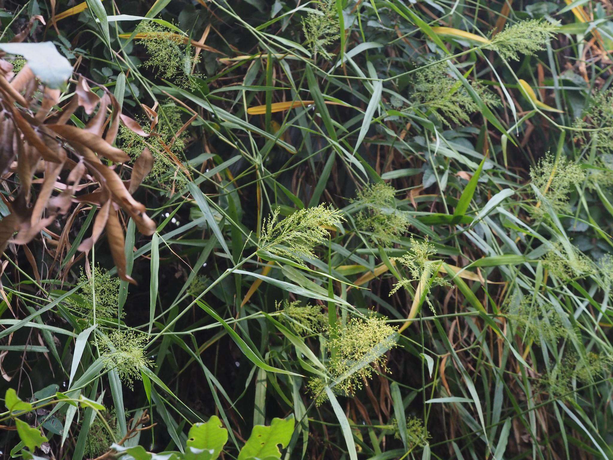 Image of Panicum sarmentosum Roxb.