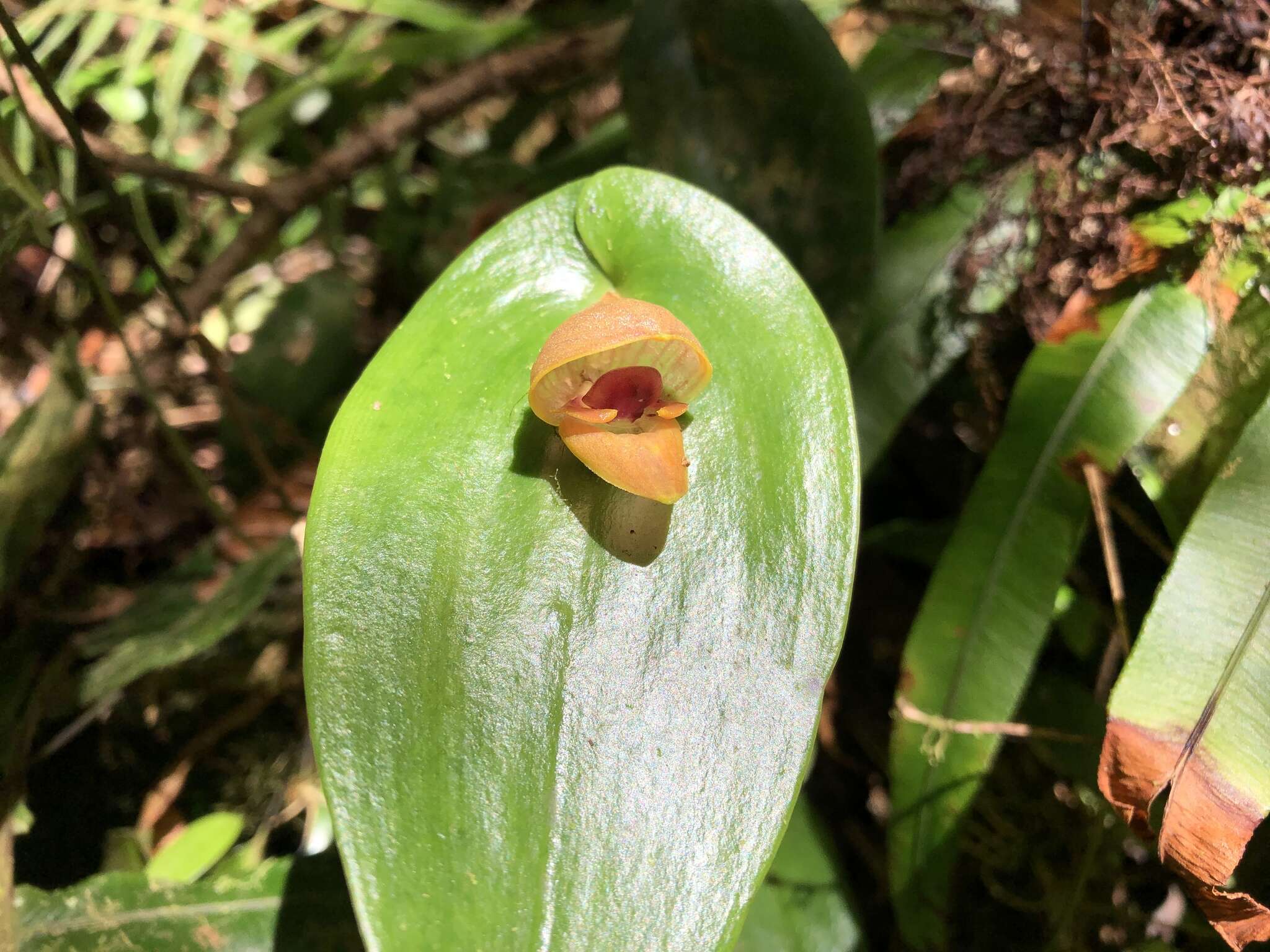 Imagem de Pleurothallis palliolata Ames