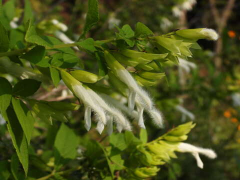 Imagem de <i>Salvia madrigalii</i>