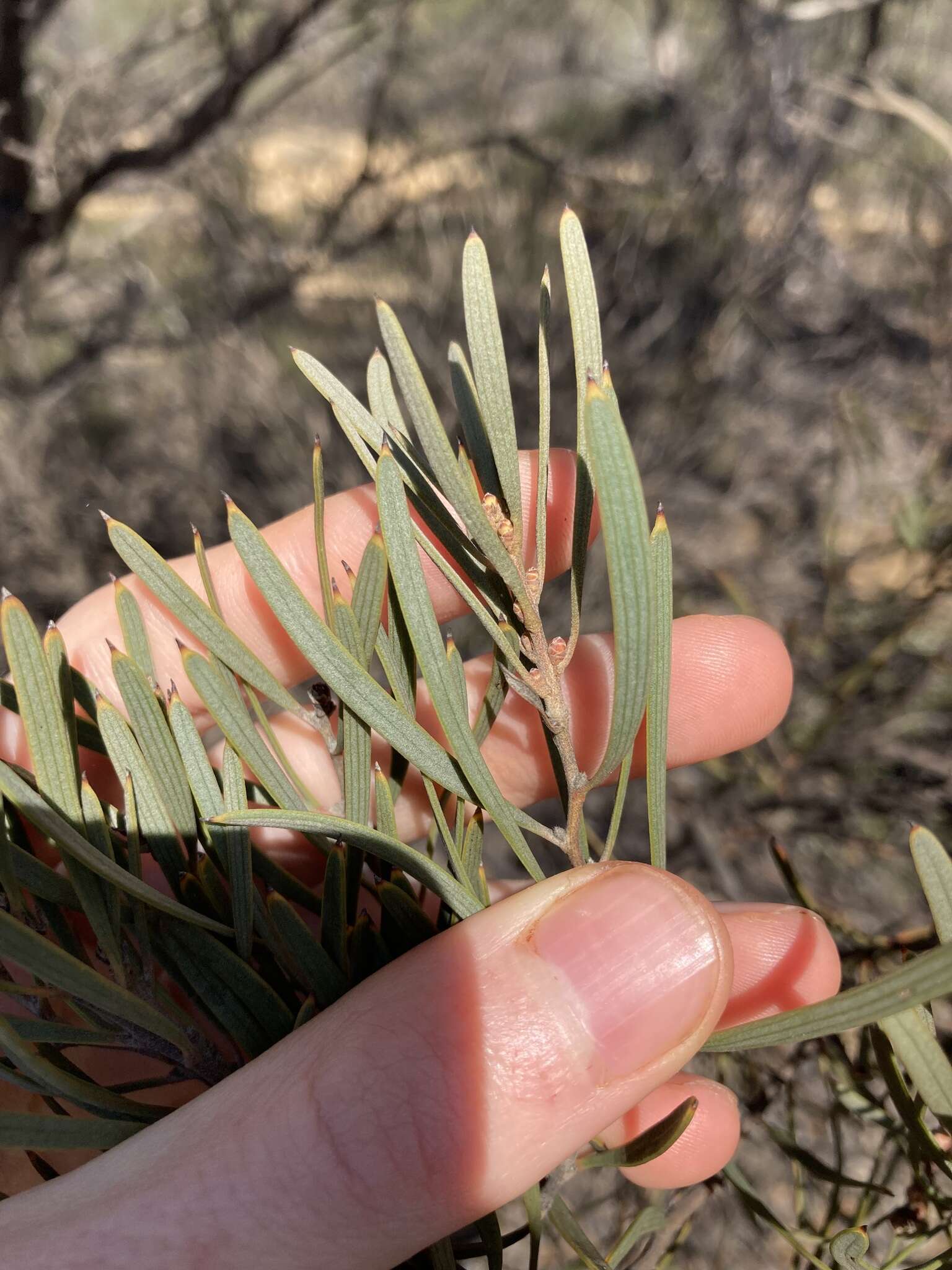 Image de Hakea erecta B. Lamont