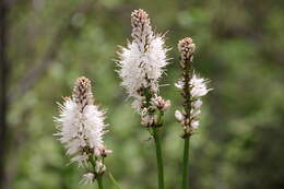 Image of Asphodelus macrocarpus subsp. macrocarpus