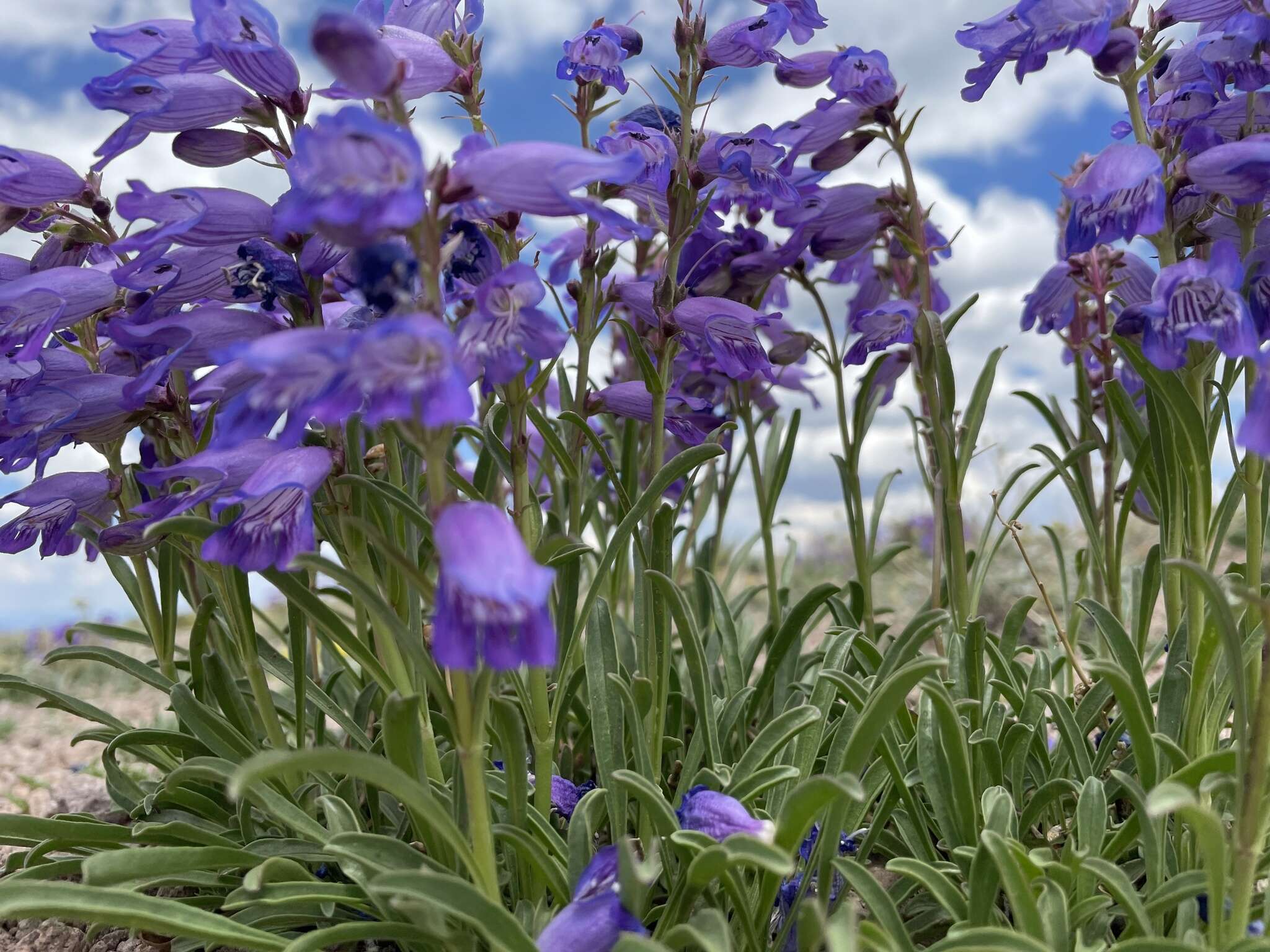 Plancia ëd Penstemon hallii A. Gray