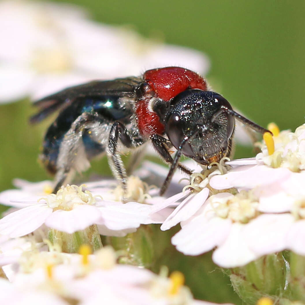 Image of Callomelitta picta Smith 1853