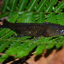 Image of Yellow-peppered Salamander