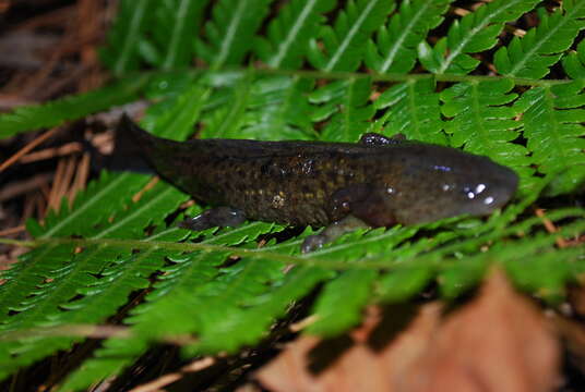 Image of Yellow-peppered Salamander