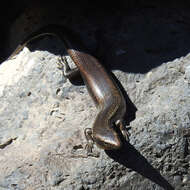 Image of Chalcides sexlineatus bistriatus Steindachner 1891