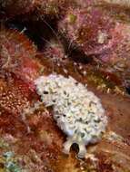 Image of lettuce sea slug