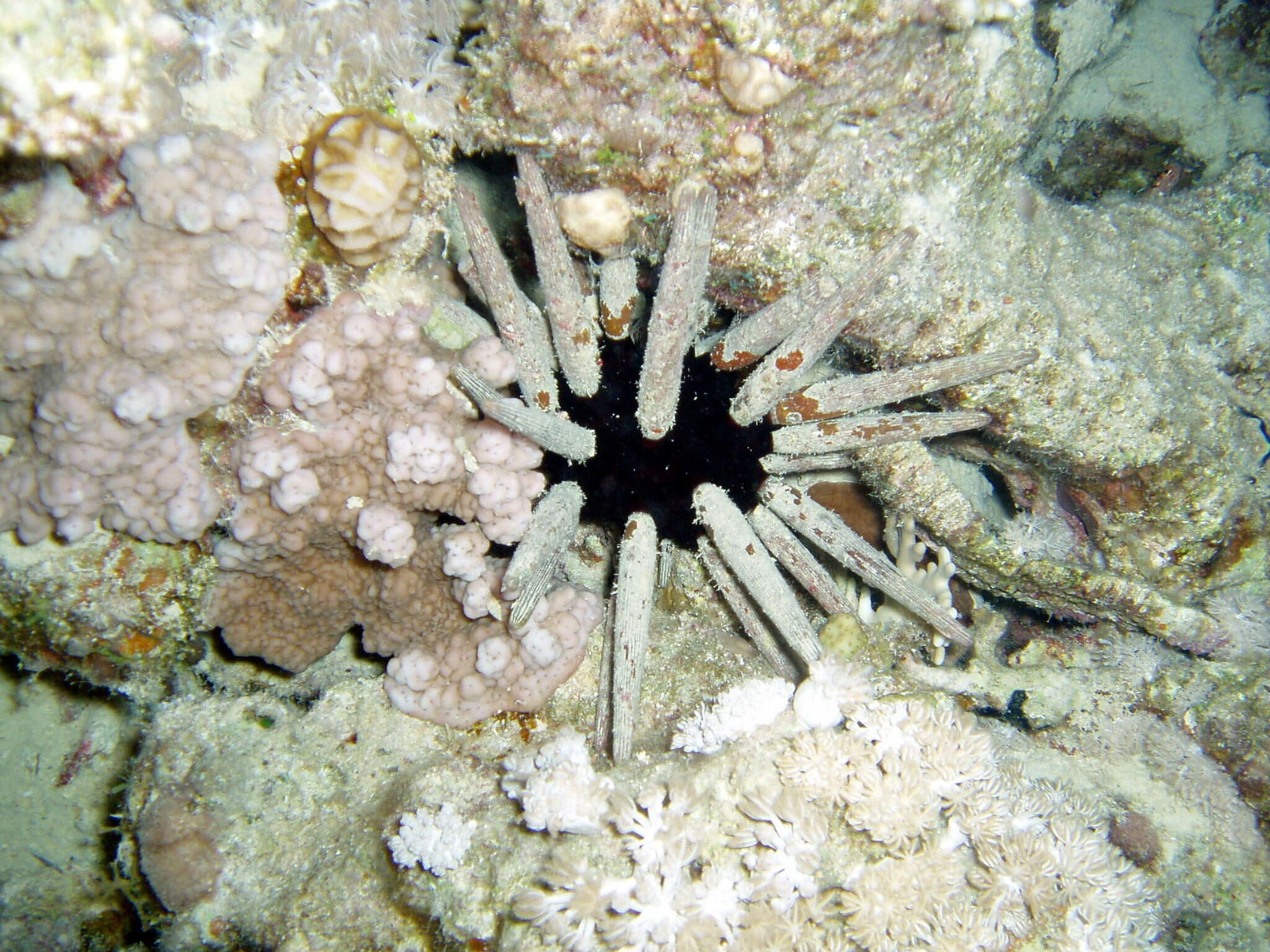 Image of Imperial urchin