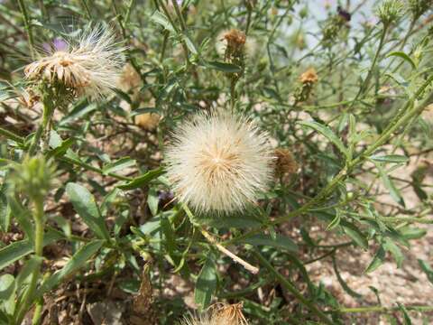 Imagem de Dieteria asteroides var. glandulosa (B. L. Turner) D. R. Morgan & R. L. Hartman