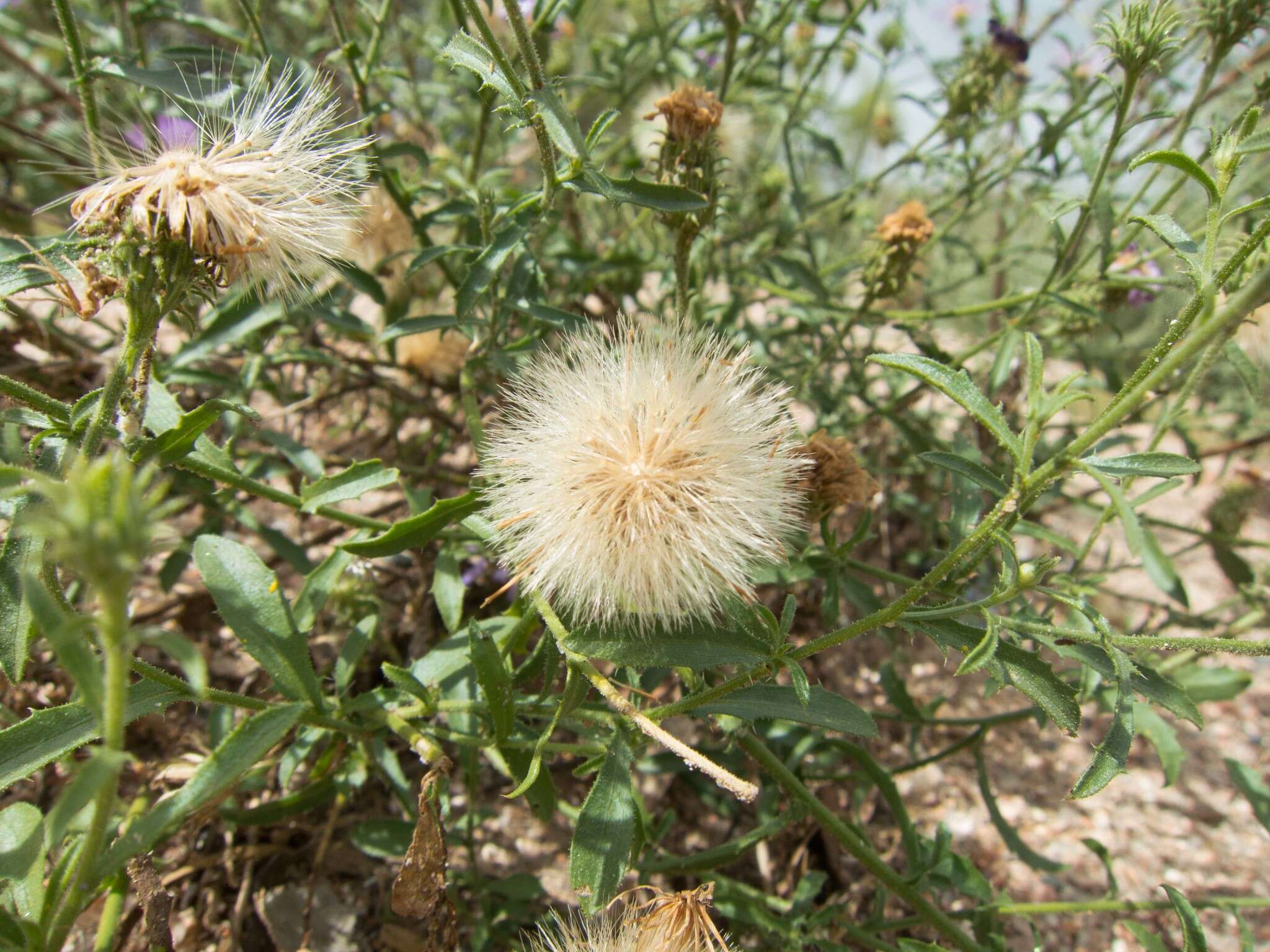 Image of fall tansyaster