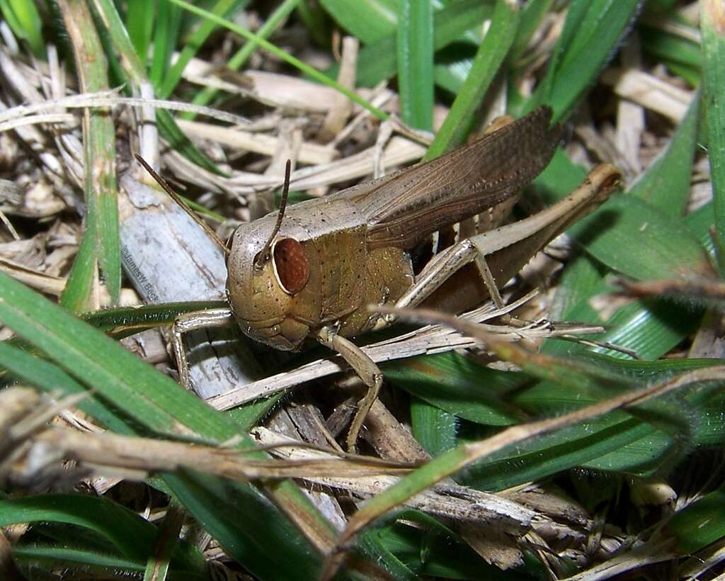 Image of Brown Winter Grasshopper
