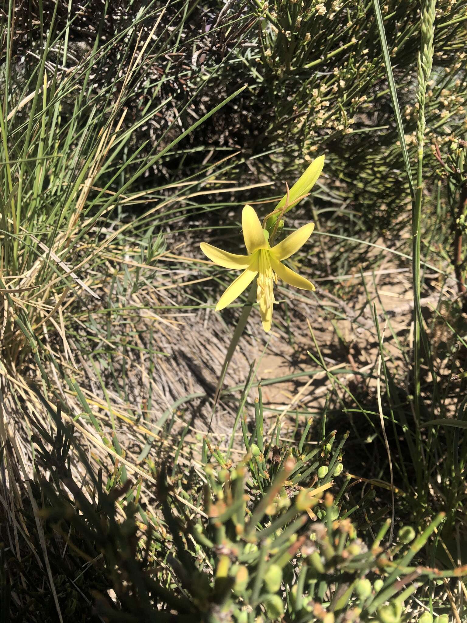 Imagem de Zephyranthes montana