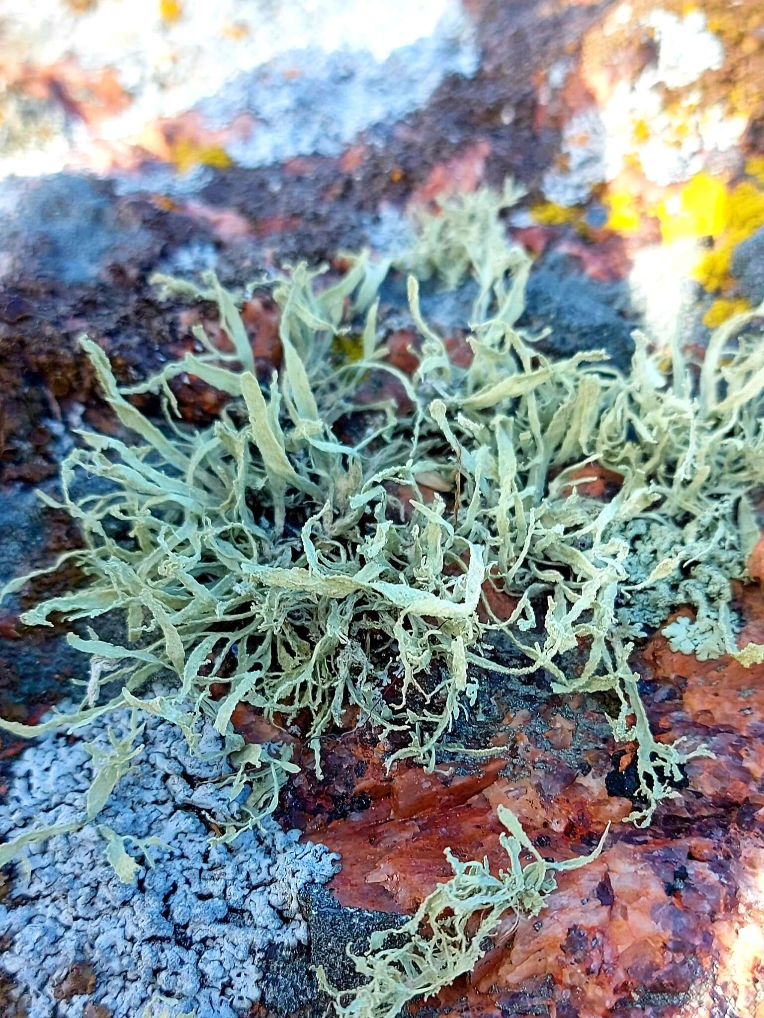 Image of cartilage lichen