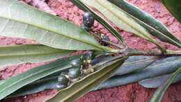 Image of Melicope discolor (Baker) T. G. Hartley