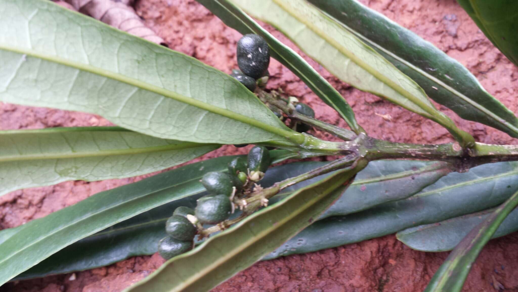 Image of Melicope discolor (Baker) T. G. Hartley