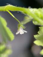 صورة Nemophila aphylla (L.) Brummitt