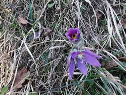 Image de Pulsatilla grandis Wenderoth