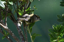 Image de Regulus regulus azoricus Seebohm 1883