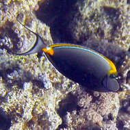 Image of Elegant Unicornfish