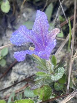 Imagem de Ruellia caroliniensis var. heteromorpha (Fern.) R. W. Long