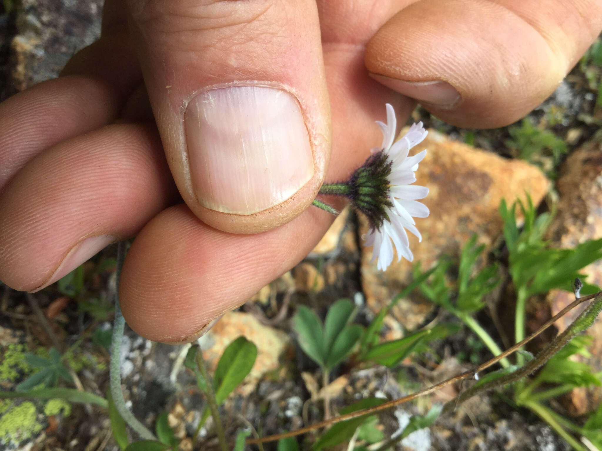 Image of blackhead fleabane