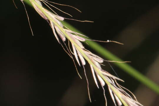 Image of Australian windmill grass