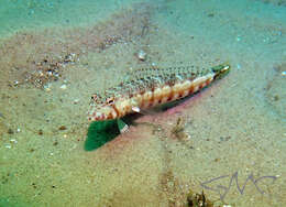 Image of White-streaked sandperch