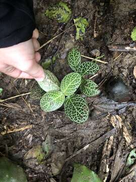 Fittonia albivenis (Lindl. ex Veitch) R. K. Brummitt resmi