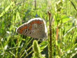 Image of brown argus