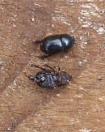 Image of black lawn beetle