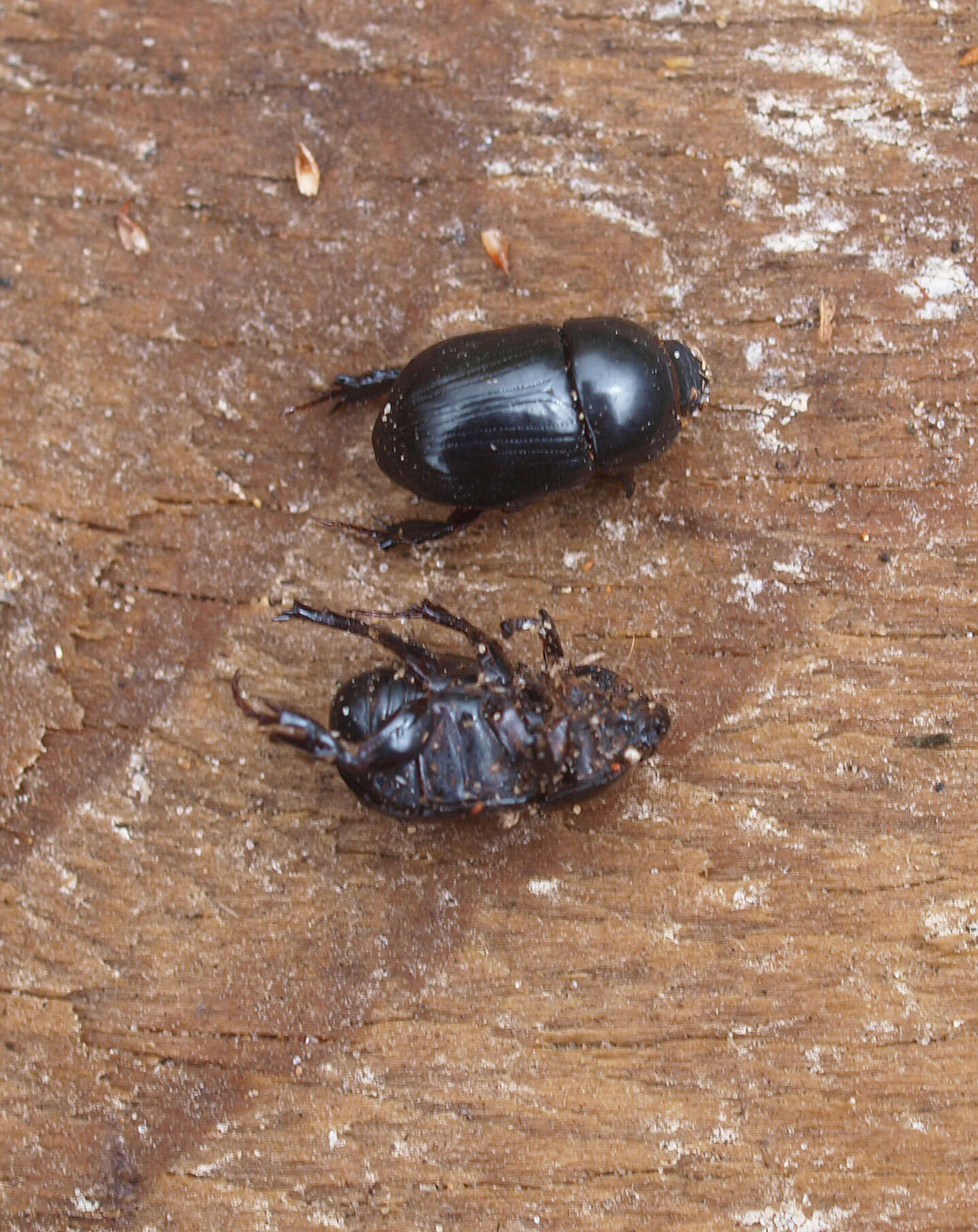 Image of black lawn beetle