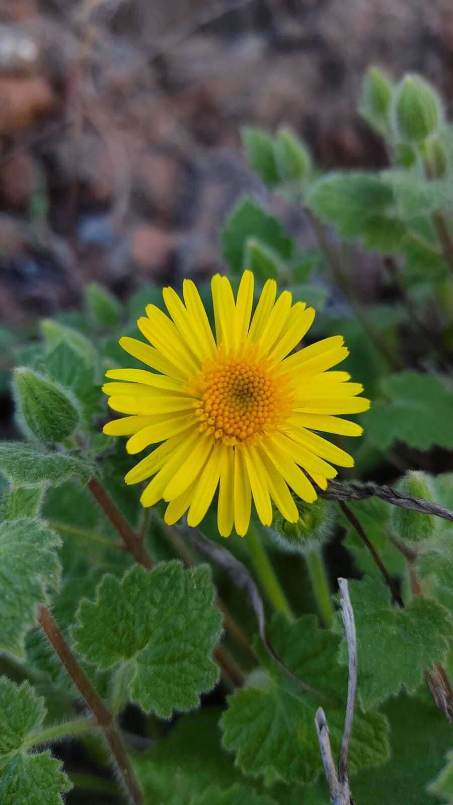 Perityle cordifolia (Rydb.) S. F. Blake resmi