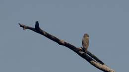 Image of Banded Snake-Eagle