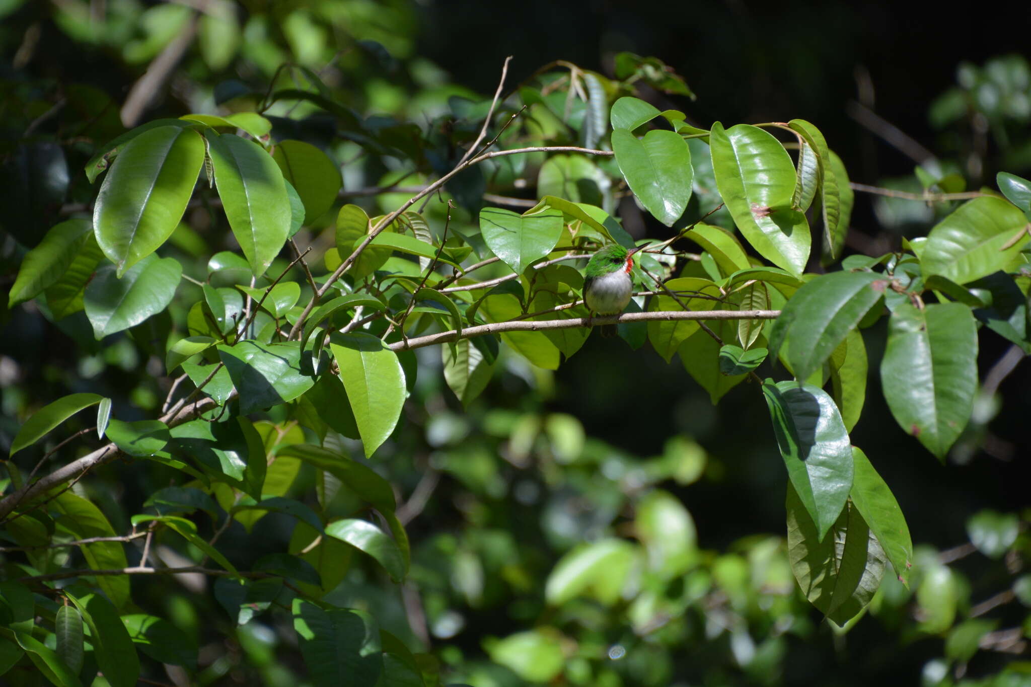 Image of Puerto Rican Tody