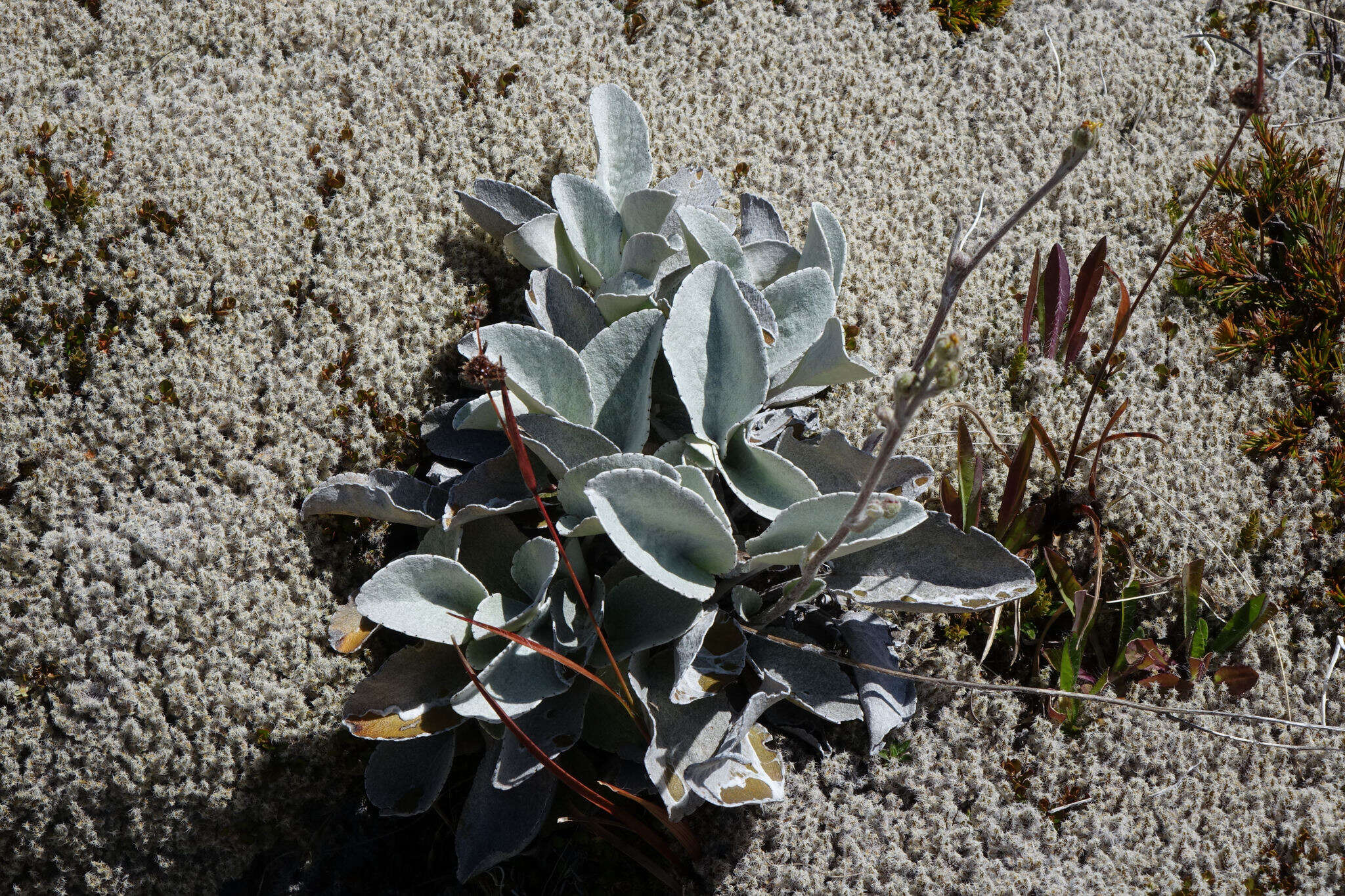 Image of Brachyglottis haastii (Hook. fil.) B. Nord.