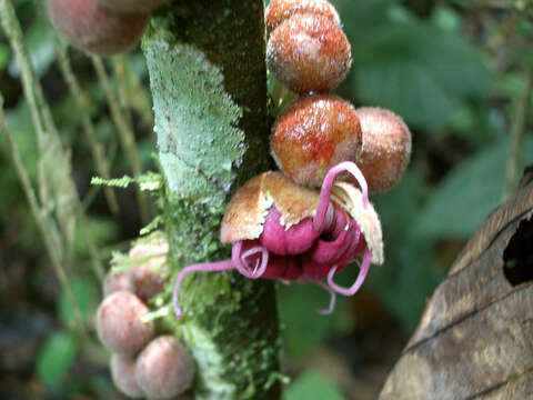 Image of Herrania purpurea (Pittier) R. E. Schult.